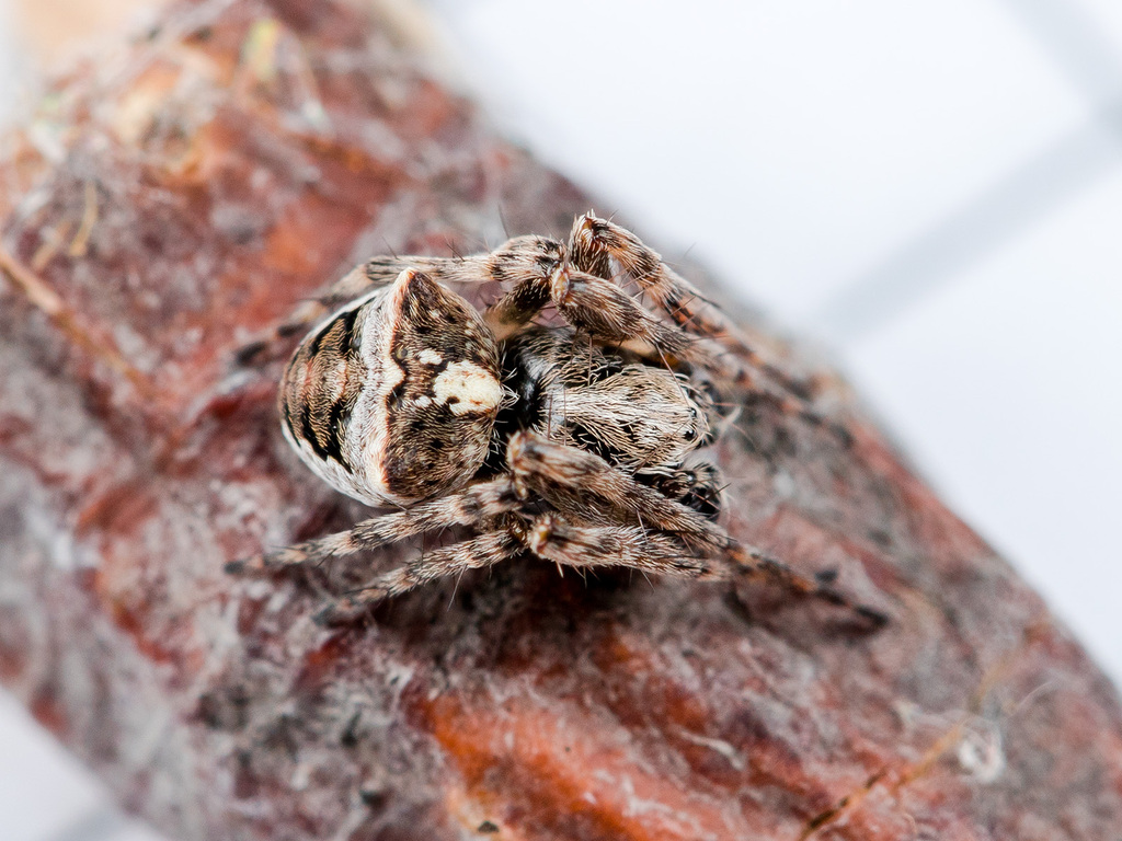 Gibbaranea ullrichi
