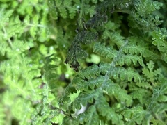 Hydrophylloideae