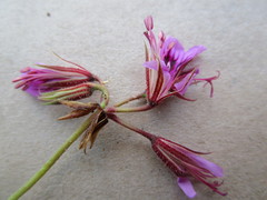 Pelargonium multicaule