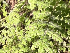 Hydrophylloideae