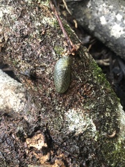 Athoracophorus papillatus