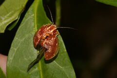 Paropsis formosa
