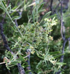 Rhagodia candolleana