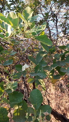 Bursera excelsa