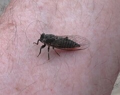 Atrapsalta furcilla