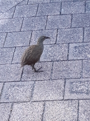 Gallirallus sylvestris