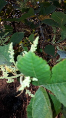 Bursera excelsa