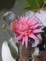 Aechmea fasciata