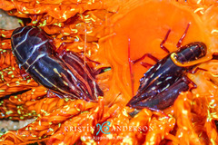 Alpheidae