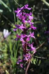 Orchis anatolica