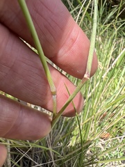 Poa sieberiana