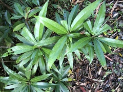 Schima superba kankaoensis