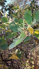 Bursera excelsa