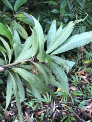 Schima superba kankaoensis