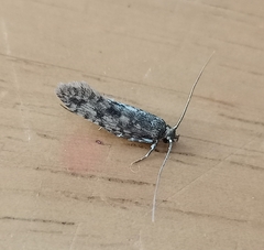 Lindera tessellatella