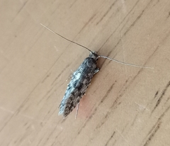 Lindera tessellatella