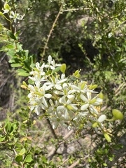 Bursaria spinosa spinosa