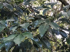 Melicope semecarpifolia