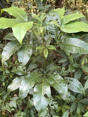 Melicope semecarpifolia