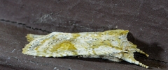 Lithophane bethunei
