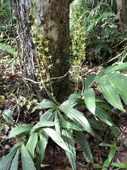 Cephalantheropsis obcordata
