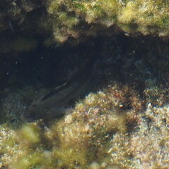 Istiblennius zebra
