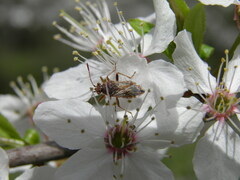 Rhopalus parumpunctatus