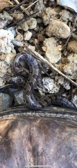 Lampropeltis calligaster