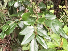 Dalbergia benthamii