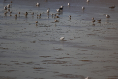 Saundersilarus saundersi