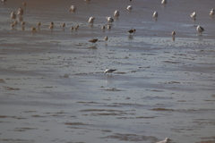 Saundersilarus saundersi