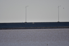 Saundersilarus saundersi