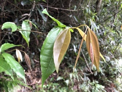 Strychnos cathayensis