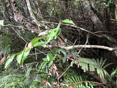 Strychnos cathayensis