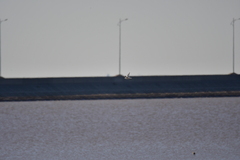 Saundersilarus saundersi