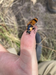 Temognatha