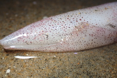 Doryteuthis opalescens