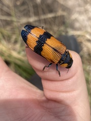 Temognatha