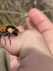Temognatha