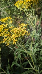 Senecio linearifolius