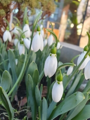 Galanthus elwesii