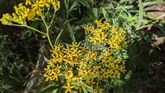 Senecio linearifolius