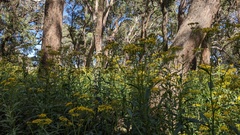 Senecio linearifolius