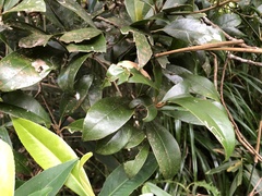 Beilschmiedia tsangii