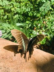 Papilio nireus lyaeus