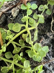 Callitriche muelleri