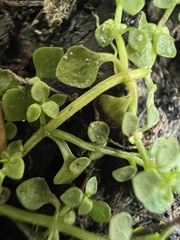 Callitriche muelleri