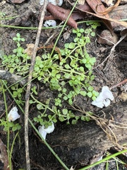 Callitriche muelleri