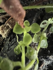 Callitriche muelleri