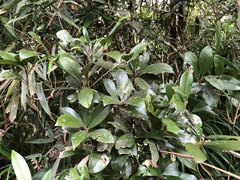 Beilschmiedia tsangii